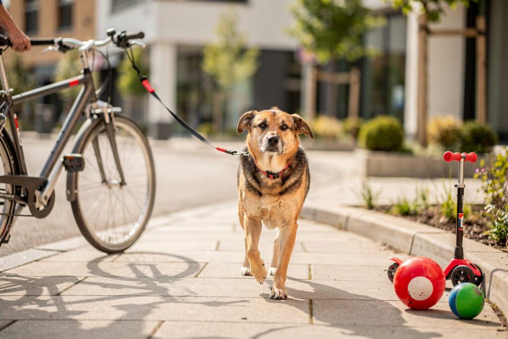 Haftpflicht für Hundebesitzer mit optimaler Absicherung gegen Schadensrisiken – Waldenburger Versicherung AG
