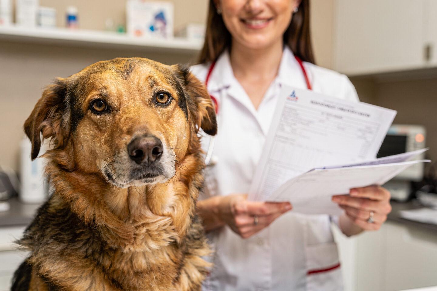 Hundehaftpflichtversicherung Deutschland - ↗️Waldenburger Versicherung AG: ✓Hunde-Haftpflicht, Hundehaftpflicht Vergleich, Hundehaftpflicht, Tierhalterhaftpflichtversicherung